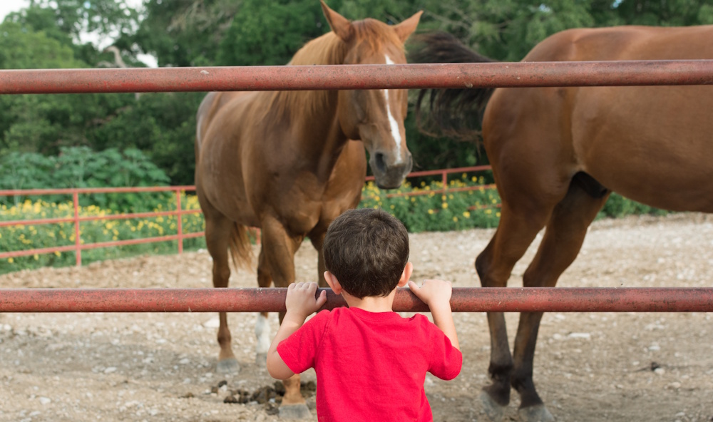 little boy looking at horses