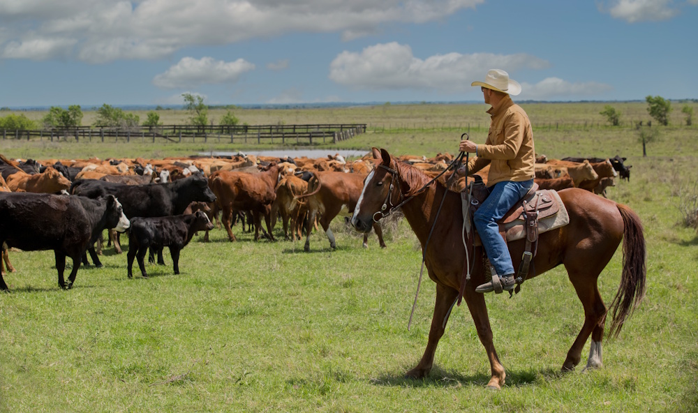 horseback rider on cattle drive