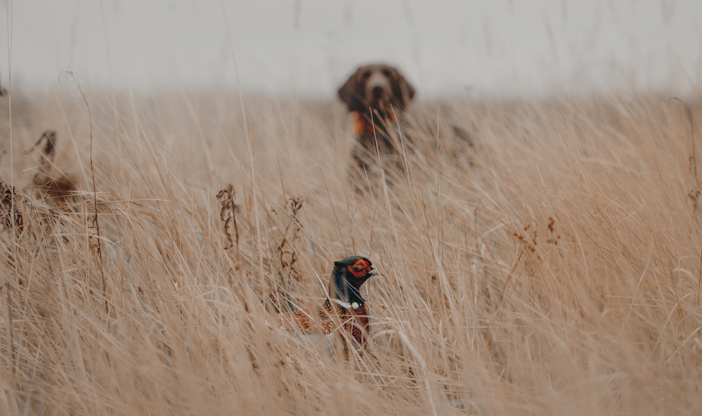hunting dog by pheasant in a field