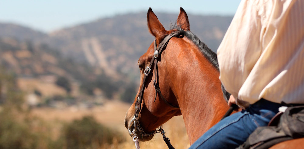 a person riding a horse