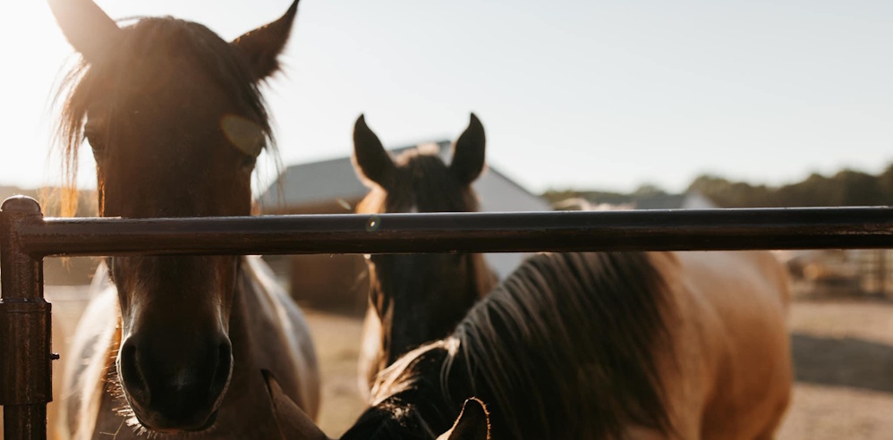 horses at fence