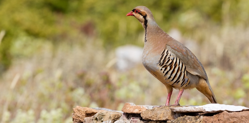Chukar Partridge