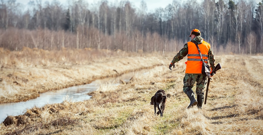 Quail hunting, hunter with dog