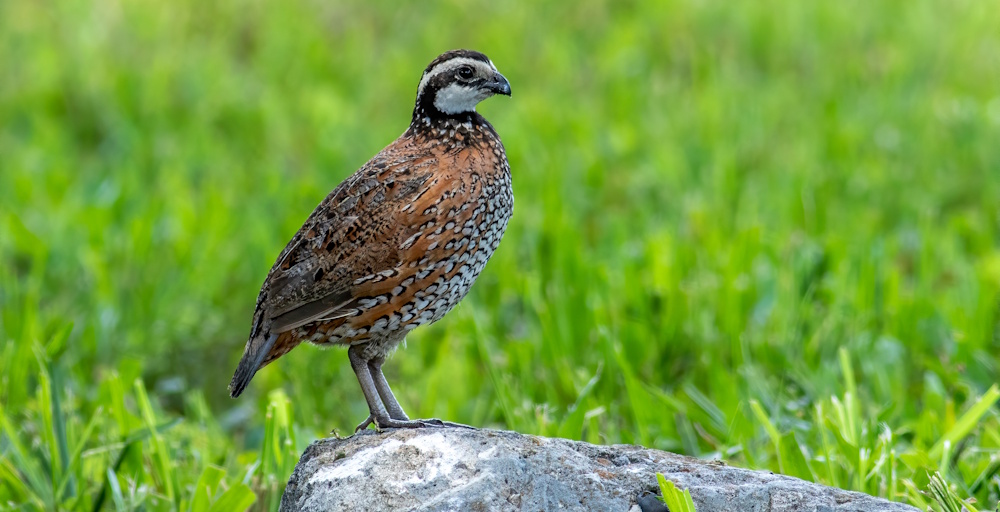 close up of quail